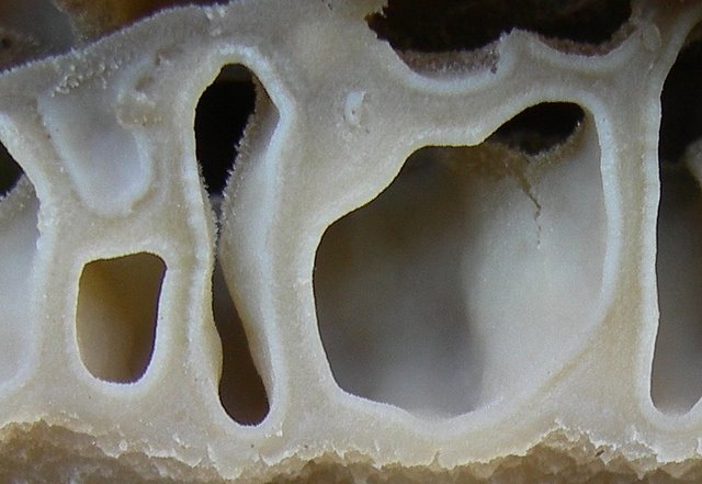 Il Tempo delle Morchelle